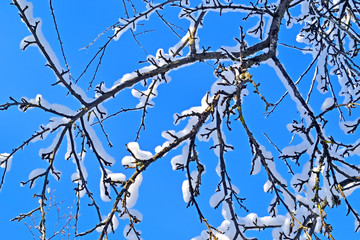 Tree branches covered with snow