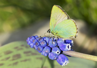 Бабочка  малинница.