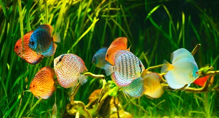 Symphysodon discus © Andrei Armiagov
