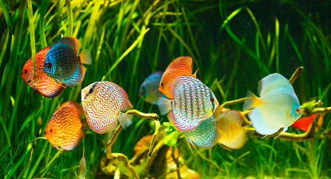 Symphysodon discus