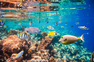 Foto auf Acrylglas Korallenriffe Tropisches Korallenriff.