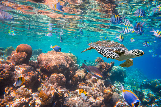 Hawksbill Turtle - Eretmochelys imbricata