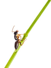 Ant