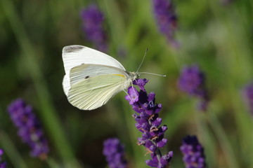 Kohlweißling auf Lavendel