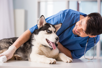 Veterinarian