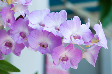 Dendrobium orchids