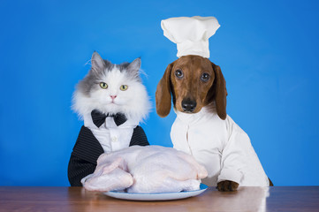 cat and dachshund going to the kitchen to cook chicken