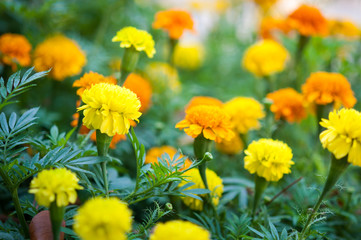 Marigold