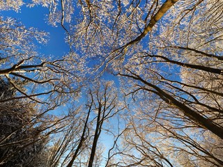 Blauer Himmel durch Bäume