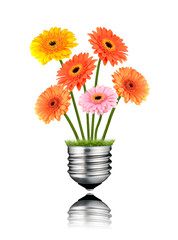Gerbera Flowers Growing out of Light Bulb Screw Isolated