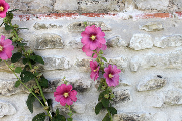 fiori su muretto