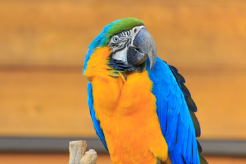 Parakeet