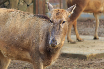 Père David's deer