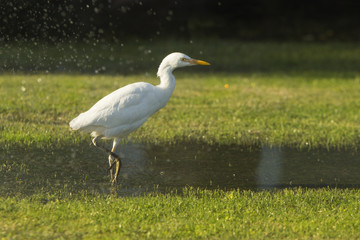 Wading Egret
