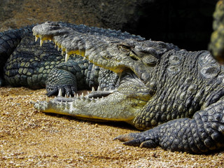 Crocodile