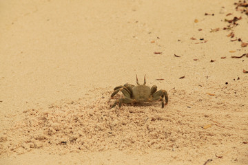 krab © agarianna