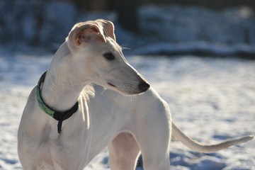 Galgo Espanol Welpe