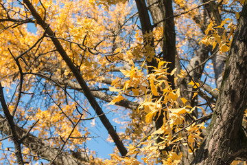 yellow leaves on branch tree in autumn