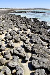 Stromatolites - Shark Bay World Heritage Area