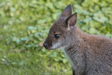 Cute Bennet Kangaroo on a meadow