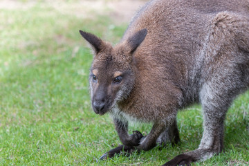 Fototapeta premium Cute Bennet Kangaroo on a meadow