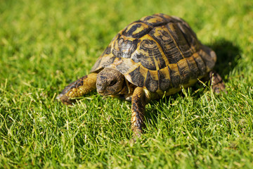 Tourtle Tortoise