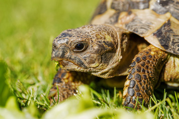 Tourtle Tortoise Close up