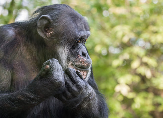 Sad Chimpanzee Portrait