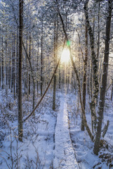 Winter sun in a forest