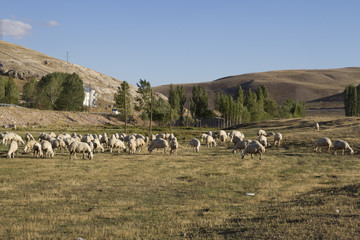 Koyun S&uuml;r&uuml;s&uuml;