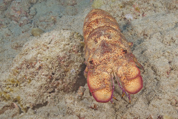 Hawaii Slipper Lobster