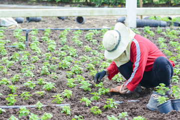 gardener is planting flower