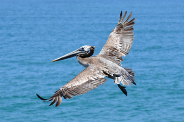 Pelican in flight