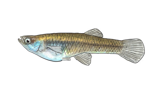 River fish