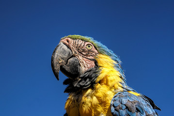 Ara