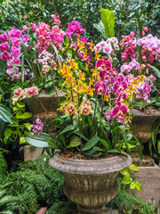Orchid arrangement in stone vases