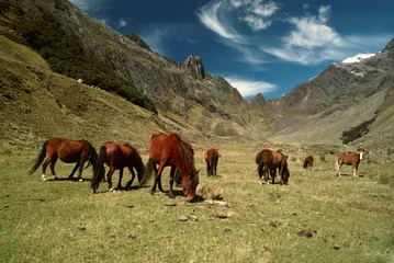 Cercles muraux Alpamayo Chevaux dans les Andes