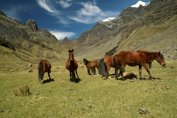 Cercles muraux Alpamayo Peruvian Andes