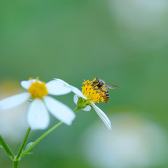 Bee and beautiful in nature background