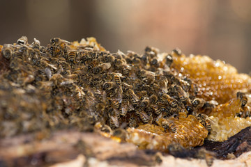 Honey bees
