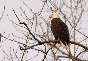 Adult bald eagle