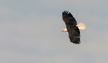 Adult bald eagle