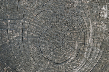 Fototapeta premium Dry wood texture of cut tree