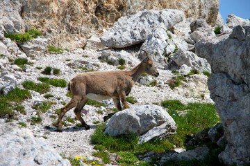 Bouquetin savoyard