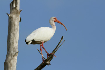 White Ibis (Eudocimus albus) Perched in a Tree - Florida
