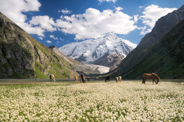 Kyrgyzstan near Karakol - obrazy, fototapety, plakaty
