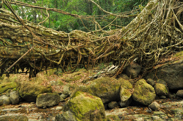 Fototapeta na wymiar Old root bridge in India
