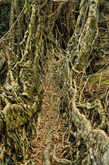 Root bridge
