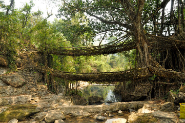 Old root bridge in India