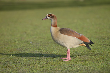 Egyptian Goose, Alopochen aegyptiaca